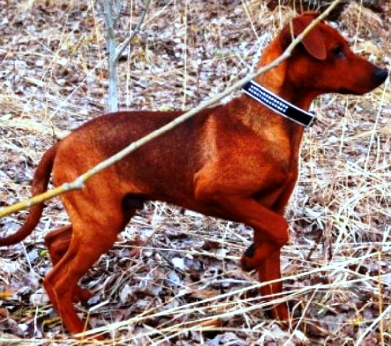 Pinscher * Xélanc Quality Quanto 5 mnader